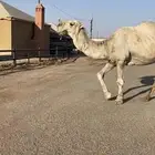 فحل اوضح حيسوني منتج