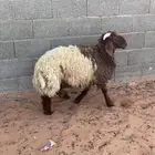 جذع طيب يتمم