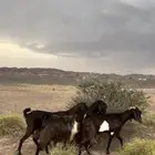 قبرصيات دهم صنف