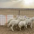 طليان ضحايا فيه اثنين م تضحي