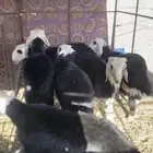 طليان ورخال