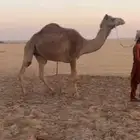 عشرا مهجنه جاهزه للمناخ