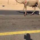 خلفه. عشرا للبيع