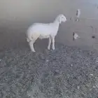 للبيع خروف حري