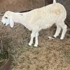 طلي للبيع
