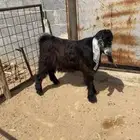 تيس وثلاث طليان
