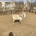 عنز دافع للبيع