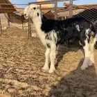 طلي مشروع فحل