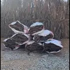 حطب مستورد و غيرة