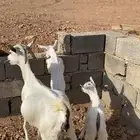 عنز جنوبية تحتها 2