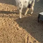 شاه نجديه كفو