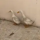بط زوج للبيع