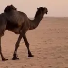 فحل ع معيران الصواقع ثني
