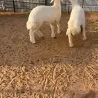 خلتين مكابيس فل شحم