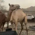 قعود حر