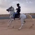 حصان شعبي شيخ