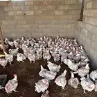 شريك مشروع دواجن متوسط