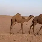 قعود عمره 6 شهور بري