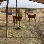 ماعز دهم مقاني ثنيه وسديس