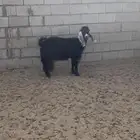 عنز دافع للبيع