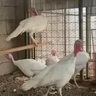دجاج رومي ابيض صك طقمين للبيع