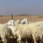 غنم مقاني حريات حرش