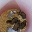 ارانب صغار للبيع