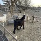 تيس عارضي