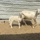 نعجه صفرا