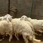 تم البيع
