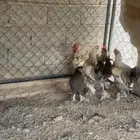 ديكه ودجاجه