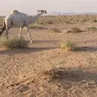 للبيع قعود لقي