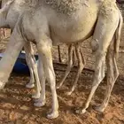 قعود قصب
