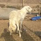 طلي فحل حري صنف الصنف