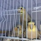 للبيع كروان الطير ب250 لحاله و قابل للنقاش