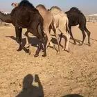 للبيع قعدان