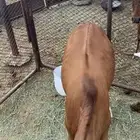 حسيل بلدي مضمونة
