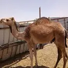 بكره للبيع