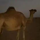 ناقه لقحه