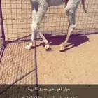 حوار قعود لبيع