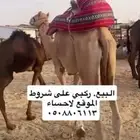 ركبي البيع