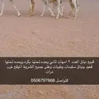 للبيع نياق 2 عشاير
