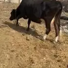 بقر هولنديه