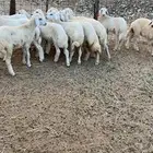 طليان ورخال للبيع