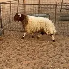 خروف طيب