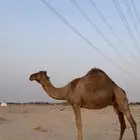 ناقه ساحليه لقحه للبيع