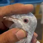 حمام الباكستاني