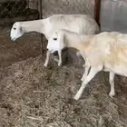 ضان دفع شرط ثنيه ورباع