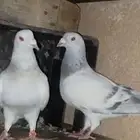 حمام
