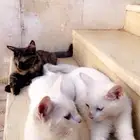 قطط شيرازي للبيع